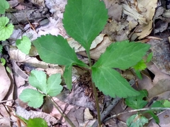 Hydrophyllum virginianum