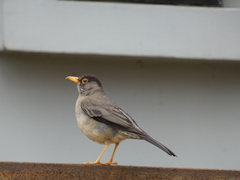 Turdus falcklandii magellanicus