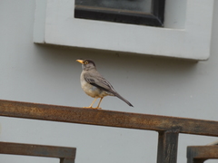 Turdus falcklandii magellanicus