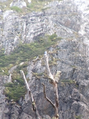 Tachycineta leucopyga