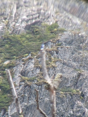 Tachycineta leucopyga