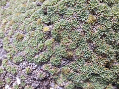 Bolax gummifera