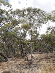Eucalyptus stowardii