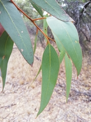 Eucalyptus stowardii