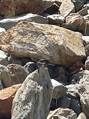 Cinclodes patagonicus