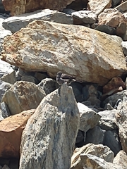 Cinclodes patagonicus