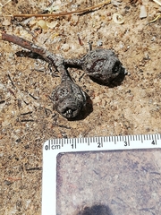 Eucalyptus stowardii