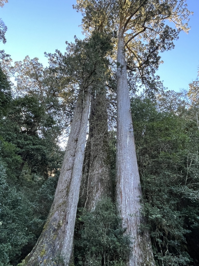 Bách Đài Loan (Taiwania cryptomerioides)