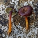 Hygrocybe Sect. Pseudofirmae - Photo (c) Kurt Miller, some rights reserved (CC BY-NC), uploaded by Kurt Miller