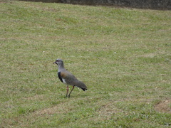 Vanellus chilensis chilensis