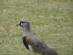 Vanellus chilensis chilensis
