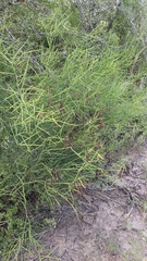 Senna spiniflora