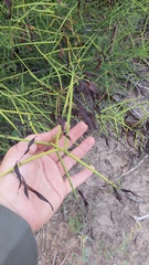 Senna spiniflora