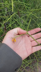 Senna spiniflora