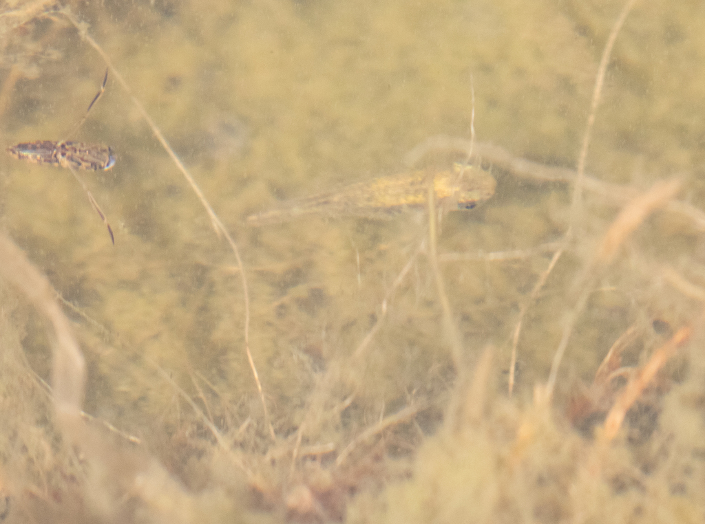 Aphanius baeticus