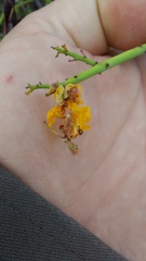 Senna spiniflora