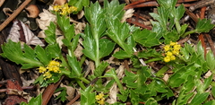 Cymopterus humilis