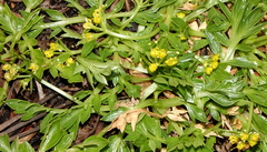 Cymopterus humilis