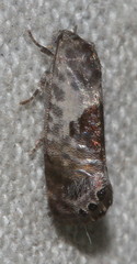 Eupselia carpocapsella