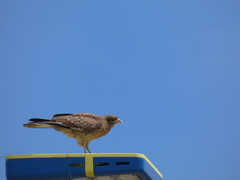 Daptrius chimango chimango