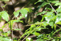 Graphium eurypylus nyctimus