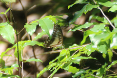 Graphium eurypylus nyctimus