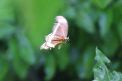 Papilio fuscus canopus
