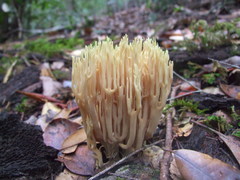 Ramaria apiculata