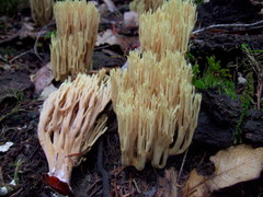 Ramaria apiculata