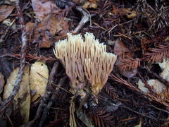 Ramaria apiculata
