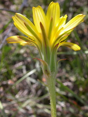 Agoseris parviflora