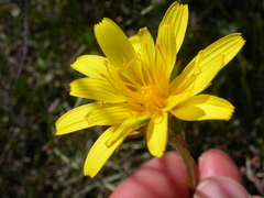 Agoseris parviflora