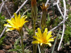 Agoseris parviflora
