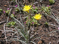 Agoseris parviflora