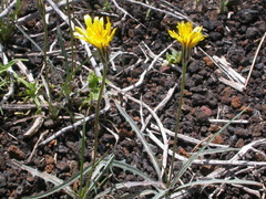 Agoseris parviflora