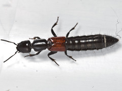 Thyreocephalus
