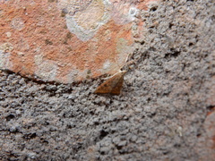 Udea ferrugalis
