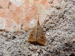 Udea ferrugalis