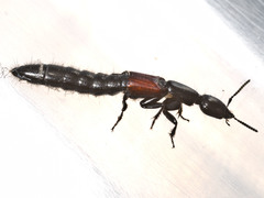 Thyreocephalus