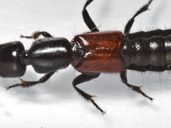 Thyreocephalus