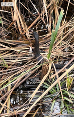 Nerodia fasciata pictiventris