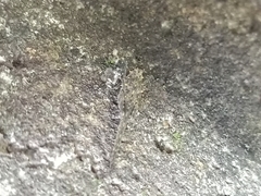 Scelimena gombakensis