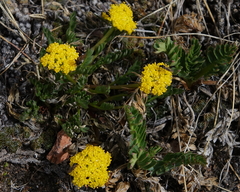 Cymopterus humilis