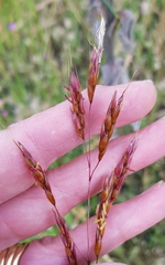 Sorghum leiocladum