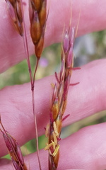 Sorghum leiocladum