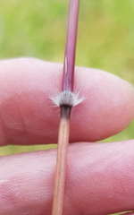 Sorghum leiocladum