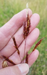 Sorghum leiocladum