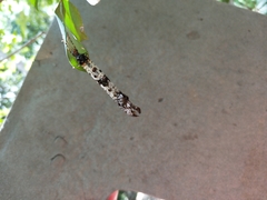 Periclystus circuiter