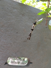 Periclystus circuiter