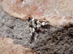 Termioptycha albifurcalis